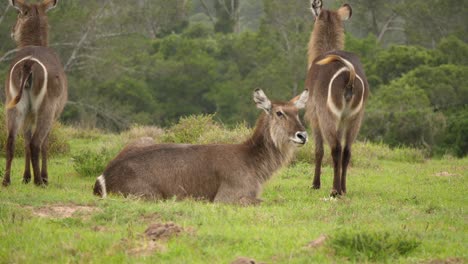 hembras de waterbucks descansando en el verde prado del bosque sudafricano