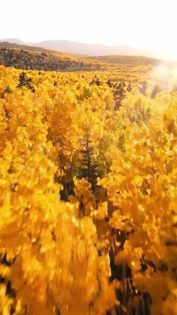 Incantevole foresta dorata: vista aerea di un vibrante fogliame autunnale bagnato da una luce solare soffusa, che cattura la bellezza mozzafiato della natura in un mare di foglie gialle.