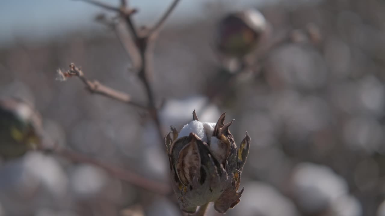 cápsula de algodón madura, a punto de florecer, temblando en el viento