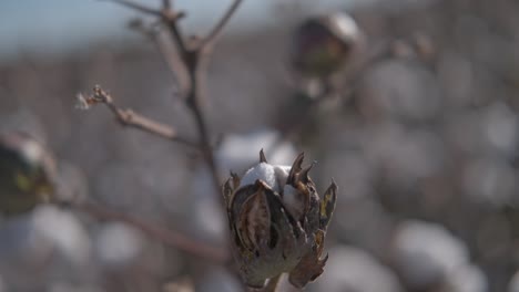 ripe-cotton-boll,-about-to-bloom,-shaking-in-the-wind