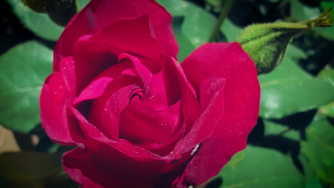 Primo piano di una rosa