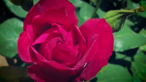 primer plano de una flor de rosa