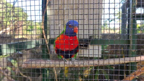 dos loros coloridos en una jaula en los jardines del zoológico ardastra en nassau, bahamas