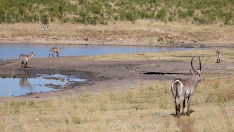 group of waterbuck standing on the grass near the river in kruger national park, south africa