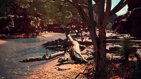 Bäume-In-Der-Nähe-Des-Colorado-River-Im-Grand-Canyon