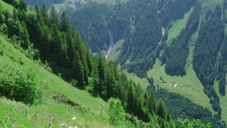 Exuberantes-Bosques-De-Pinos-Verdes-Alrededor-De-Staubifall-En-Suiza