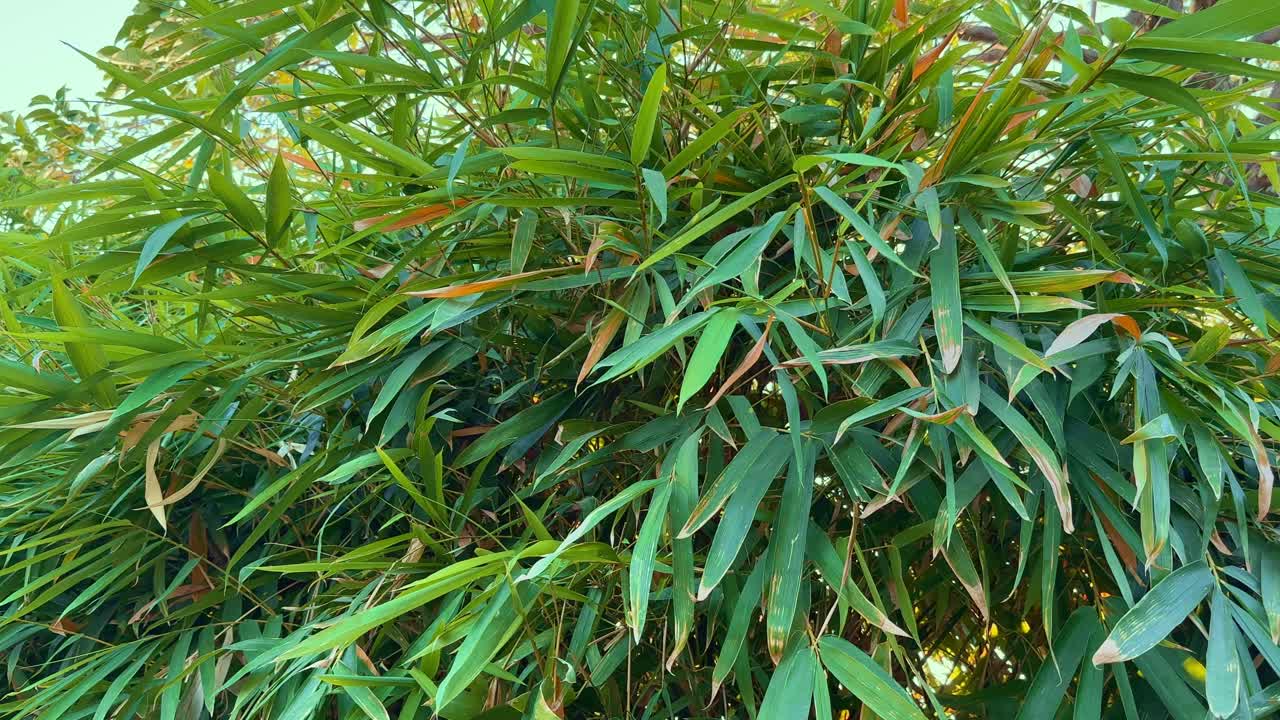 camera spinning around the green leaves of bamboo