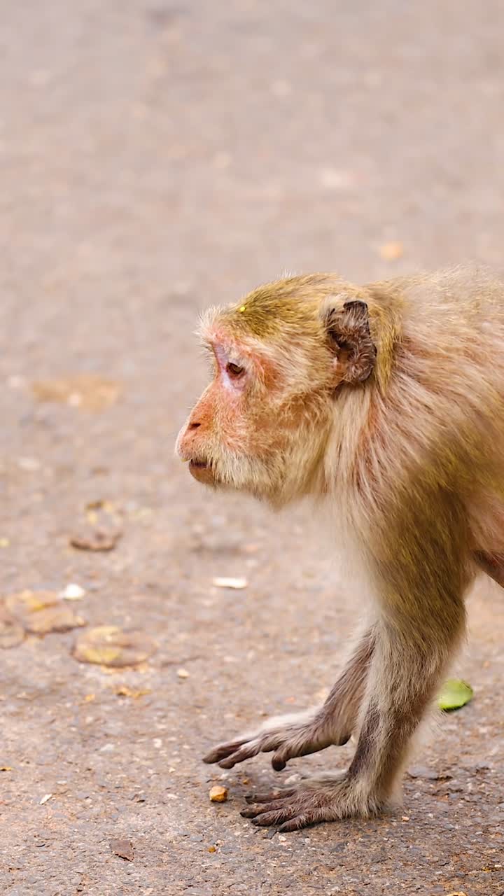 mono caminando por una calle en chonburi