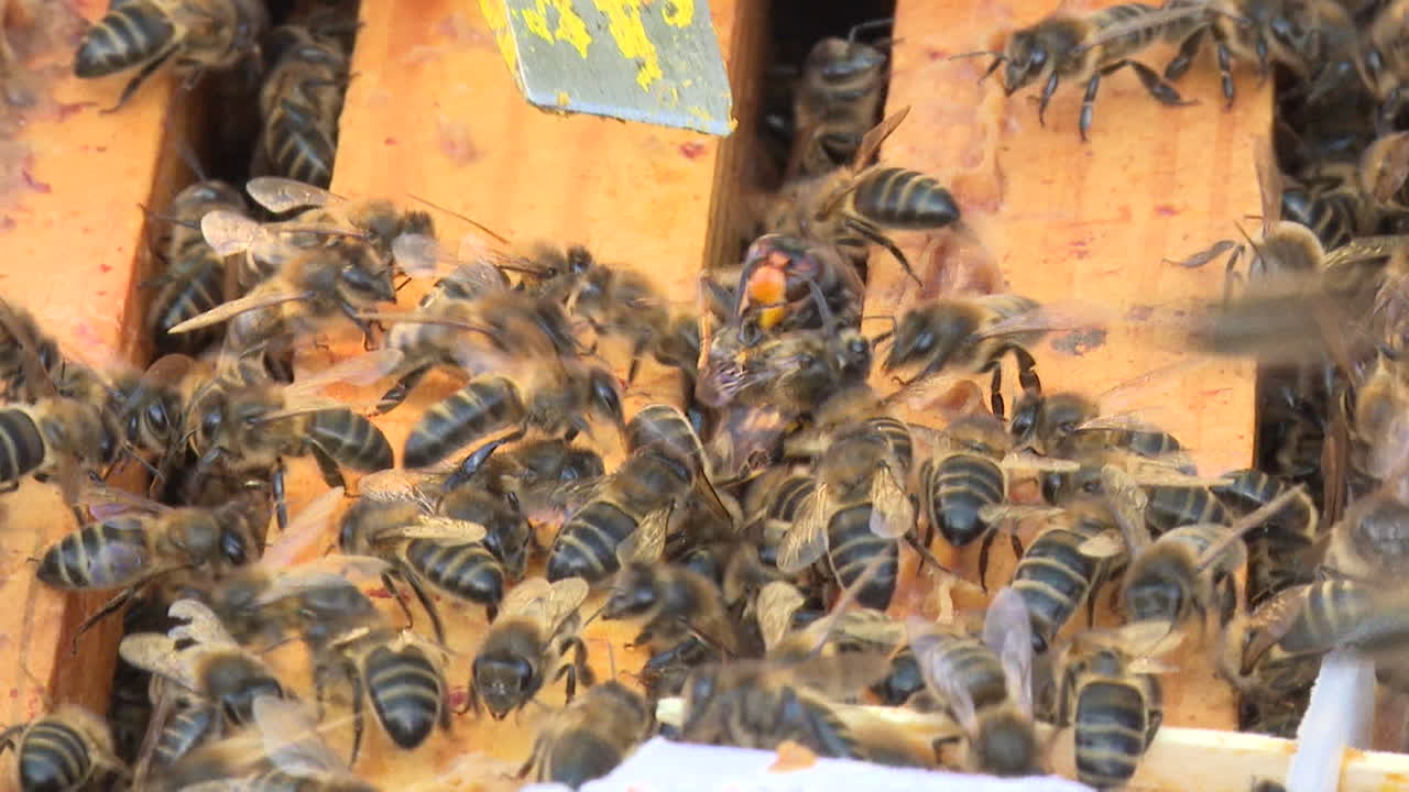 Bees Working in a Beehive