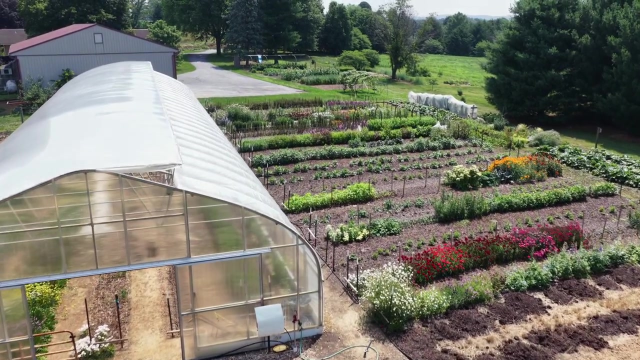 Et tunneldrivhus står ved siden af pæne rækker af grøntsagsafgrøder og farverige blomster på en farm i Pennsylvania, vandingslinjer krydser den pløjede jord under den klare sommersol. Droneudsigt fra luften.