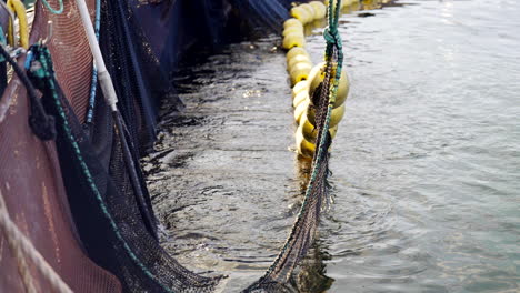 Tierarzt-Fängt-Lachs-Auf-Fischfarm-Mit-Netz,-Um-Gesundheitsinspektion-Durchzuführen