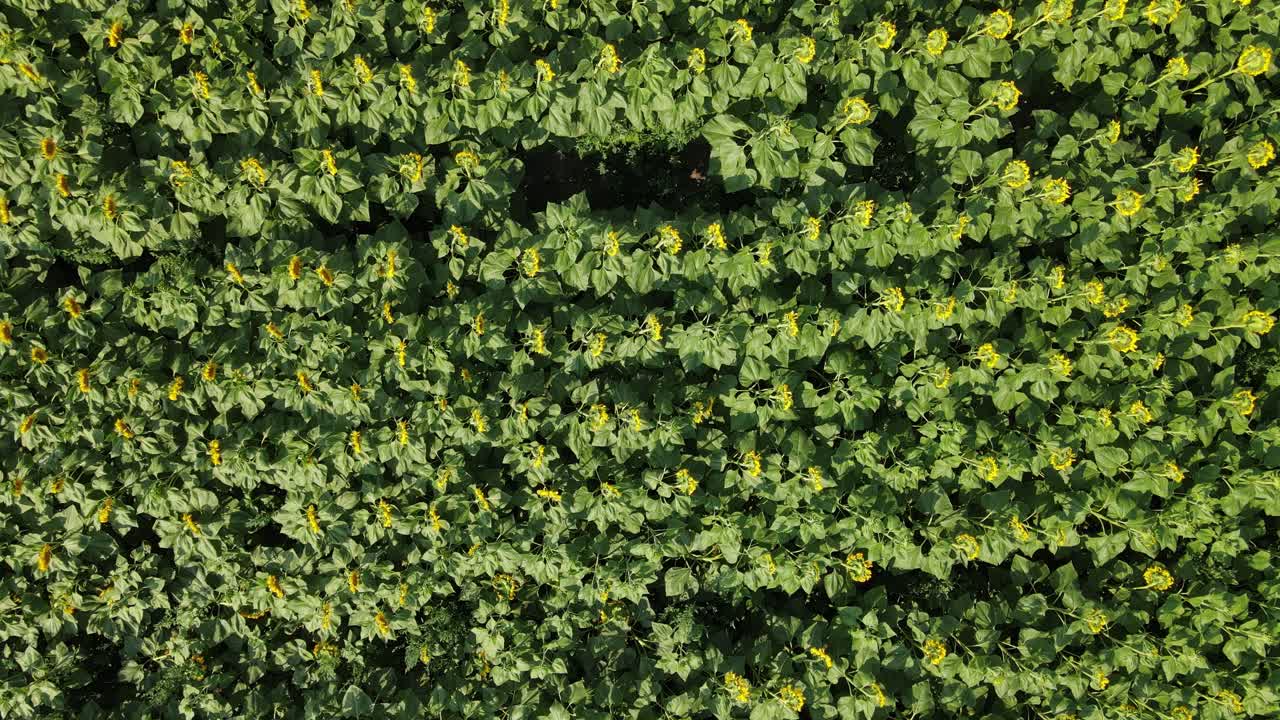 campo de girasoles por encima de la vista