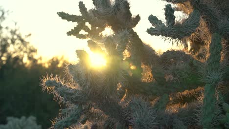 Cactus-En-El-Desierto-Durante-La-Puesta-De-Sol-Con-Destellos-De-Lentes-En-Un-Ambiente-Natural-Protegido,-Seco-Y-Cálido