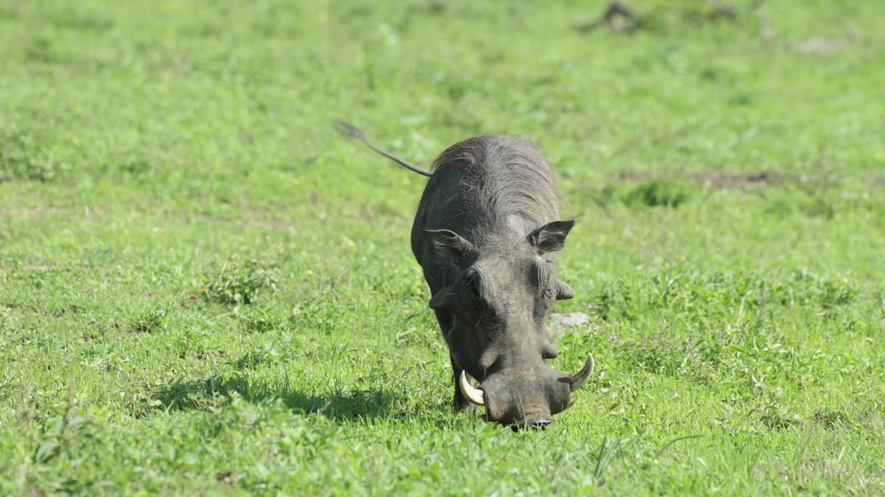 Un facocero maschio che si nutre dell'erba corta e verde in una giornata di sole, Parco Nazionale Kruger, Sudafrica.