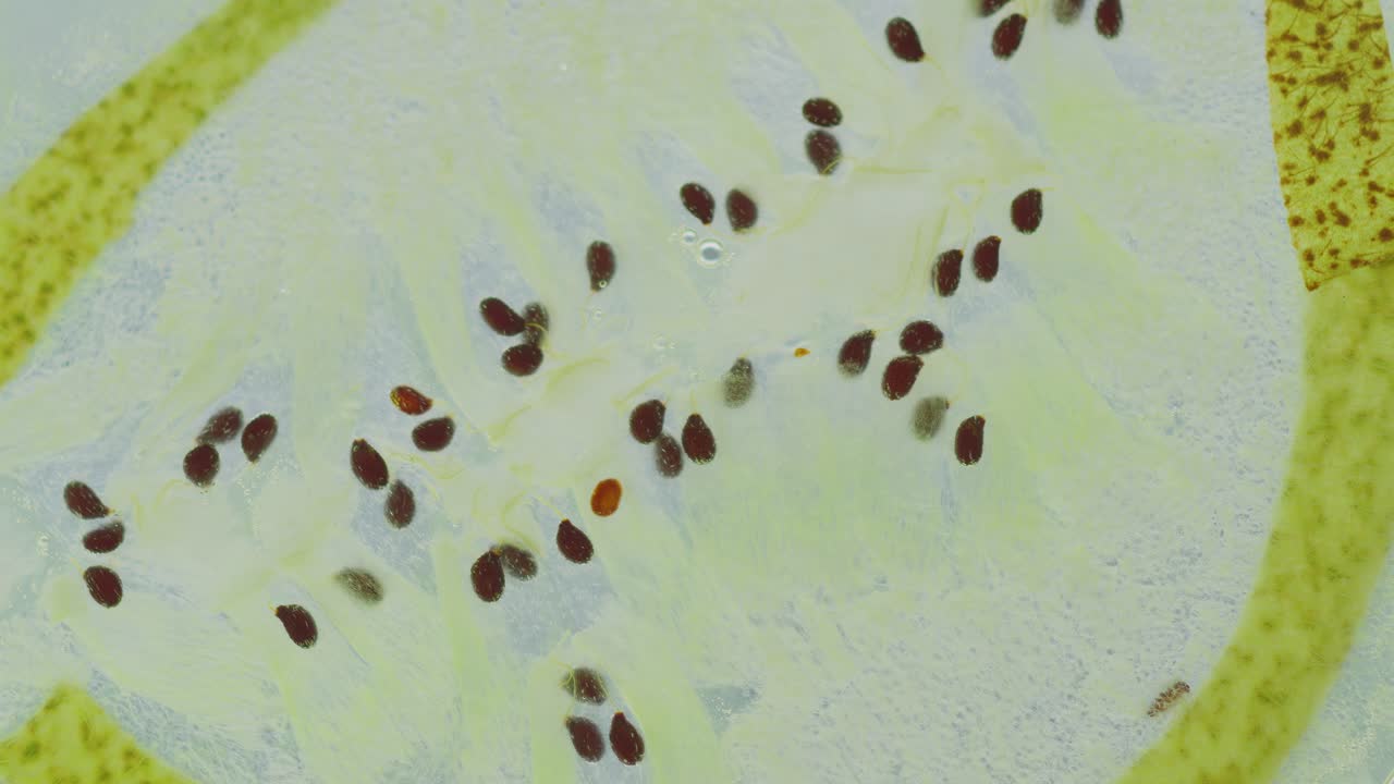 una rebanada de kiwi se rompe debajo de una pieza de vidrio