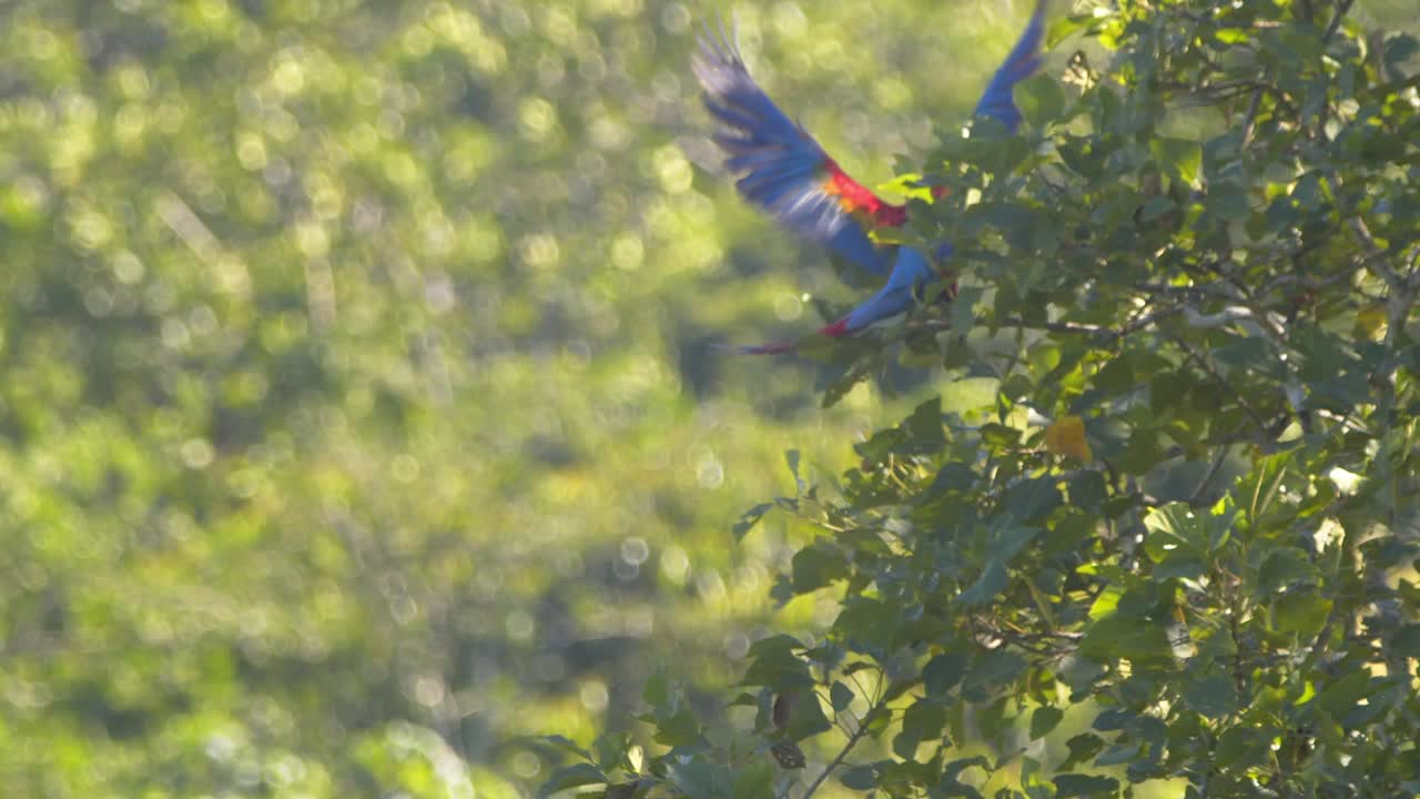 Pair of Scarlet Macaws landing on a tree midday in slow motion joining their flock in Peru's rain forest
