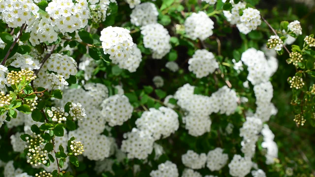 Espirea alpina, flor de primavera. Arbusto de floración blanca en primavera.