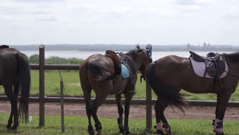 A-group-of-brown-horses-enjoy-the-nice-weather-in-the-paddock