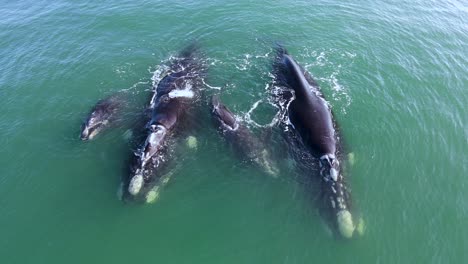 southern right whale moms and babies