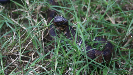 This-is-a-video-of-a-juvenile-venomous-Water-Moccasin-snake