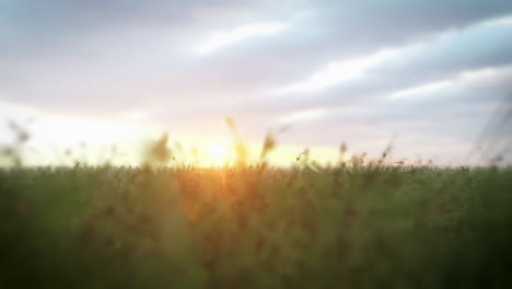 Running-in-windy-field-with-warming-sun-and-happy-vibe