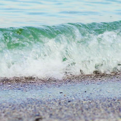 sea waves with green algae cover sandy shore forming foam on a hot summer day. close-up. wonderful view.