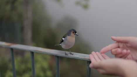 bird in maderia, portugal hand feeding - 4k 120fps