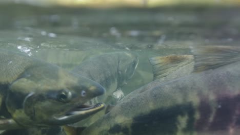 salmón en un arroyo poco profundo en el noroeste del pacífico, columbia británica, canadá