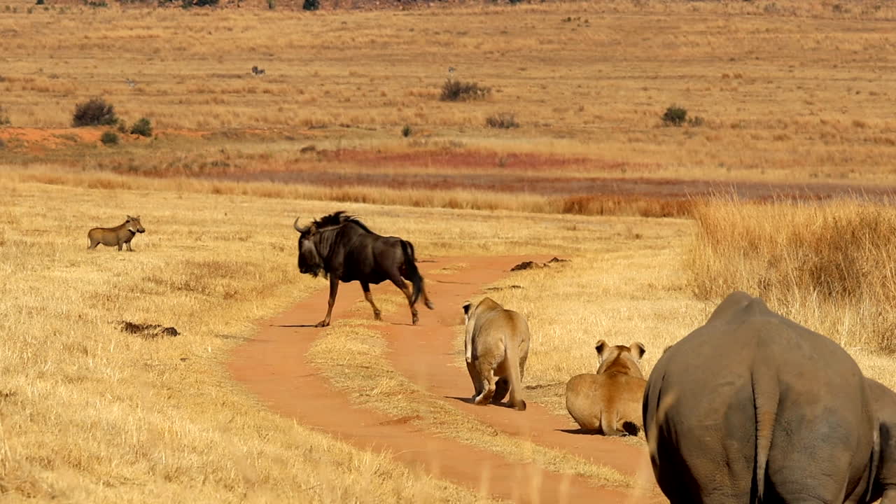 코소는 길을 걸어서 사자들을 향해 걸어가고, 은 풀에서 어나오는 거북이, 슬로모.