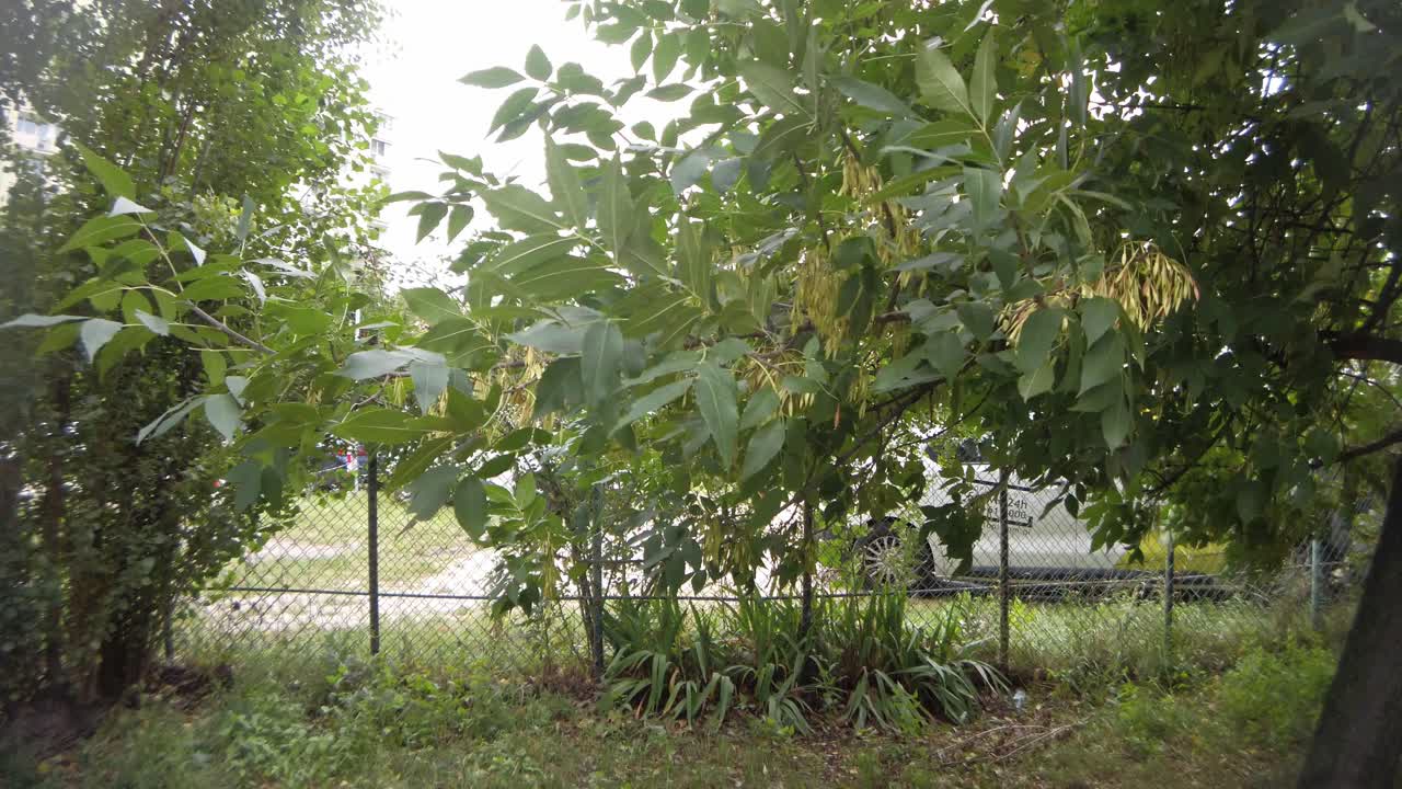 도로 옆 주차장 앞의 노란 나무가 흐린 날 바람에 흔들린다