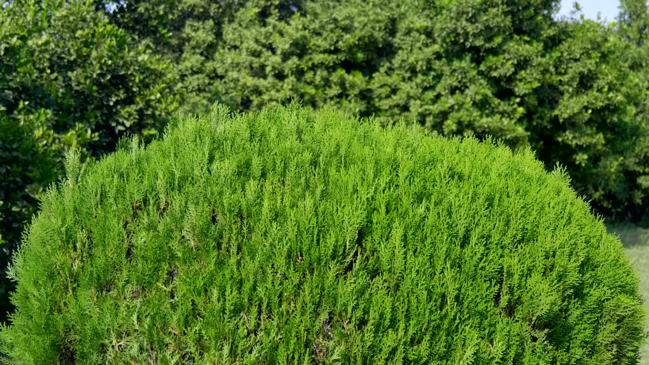 도시 공원 의 구 아래 에 여 있는 덤불