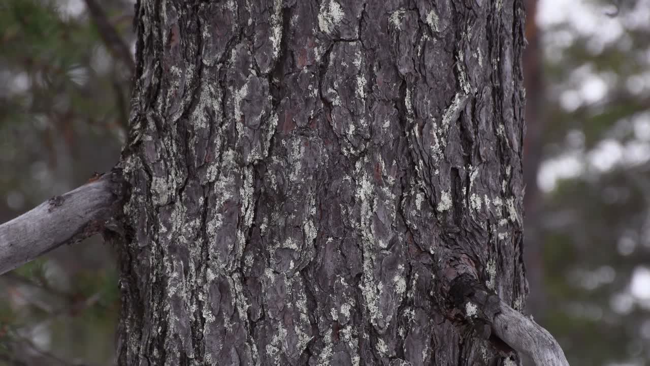 Old pine trunk tilt up shot