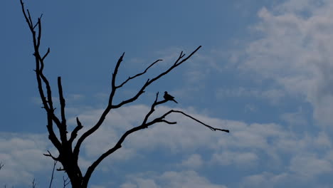 Silhouette-Eines-Kleinen-Vogels,-Der-Auf-Einem-Blattlosen-Ast-Thront