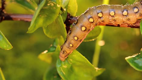 La-Polilla-Halcón-De-Paja-De-Oruga-Se-Arrastra-Sobre-Una-Rama-Durante-La-Lluvia.-La-Oruga-(hyles-Gallii),-La-Polilla-Halcón-De-Paja-O-Esfinge-De-Galium,-Es-Una-Polilla-De-La-Familia-Sphingidae.