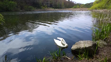 Weißer-Schwan-Paddelt-Friedlich-Im-Wasser-Eines-Sees