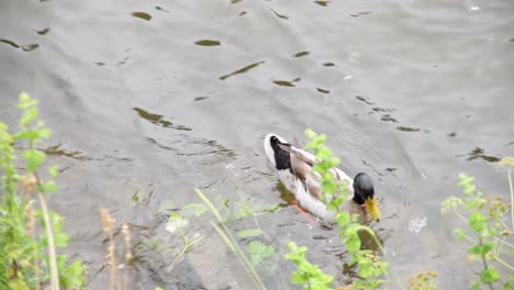 Nahaufnahme-Einer-Erwachsenen-Ente,-Die-Im-Fluss-In-Portugal-Nach-Nahrung-Für-Ihre-Kinder-Sucht