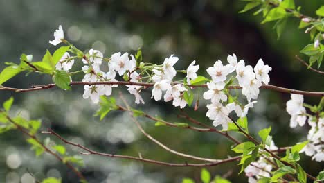 桃花在東京 (日本) 盛開