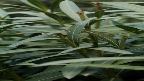 close-up of green bush leaves