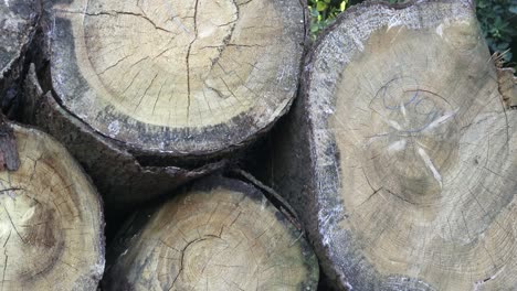 stack of chopped firewood.  freshly chopped tree logs stacked up on top of each other in a pile. timber industry.