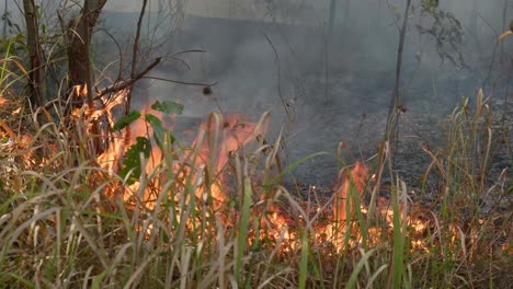 wildfire burning dry grass