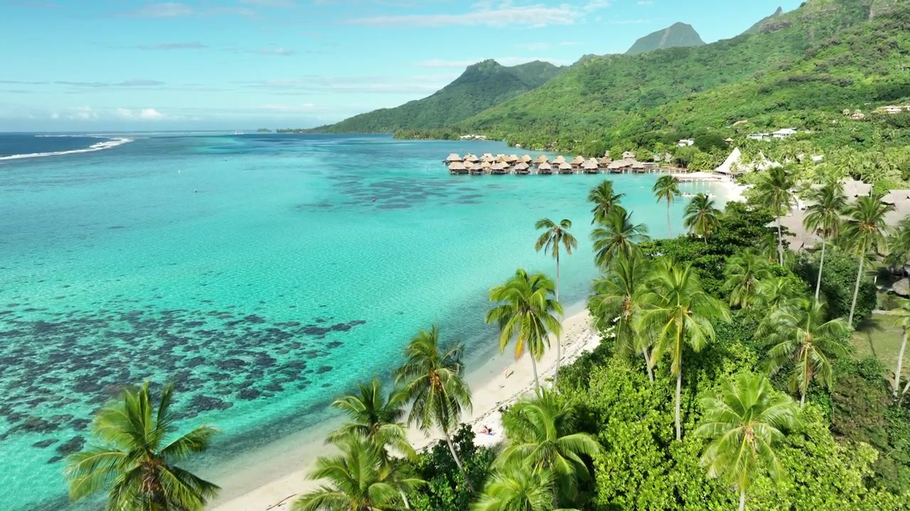 Overwater bungalows dot turquoise lagoon beyond palm fringed beach at Temae Beach, Moorea, French Polynesia, green peaks rise above coral reef and clear tropical water. Aerial drone wide shot