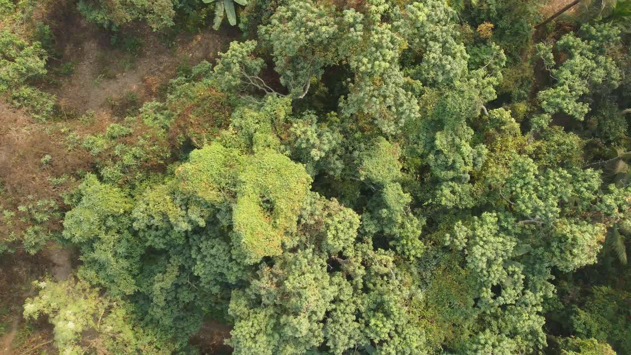 Area view shot of jungle or forest