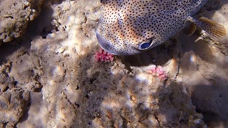 underwater shots while diving on a colorful reef with many fishes.