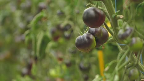 Tomates-En-Diferentes-Colores-Con-Diferentes-Especies-4