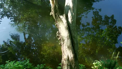 Beaver-swims-below-tree-fallen-across-river,-climbs-onto-riverbank