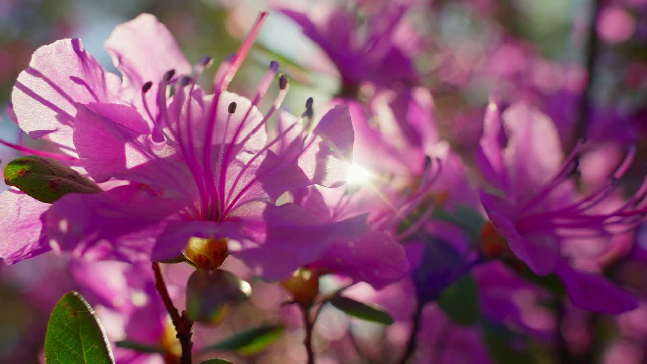 Levende rosa asaleablomster blomstrer i mykt sollys. Delikate kronblader og støvbærere fanger morgenlyset. Bakgrunnen er mykt uskarpt med naturlig grønt. Perfekt for vår, blomster.