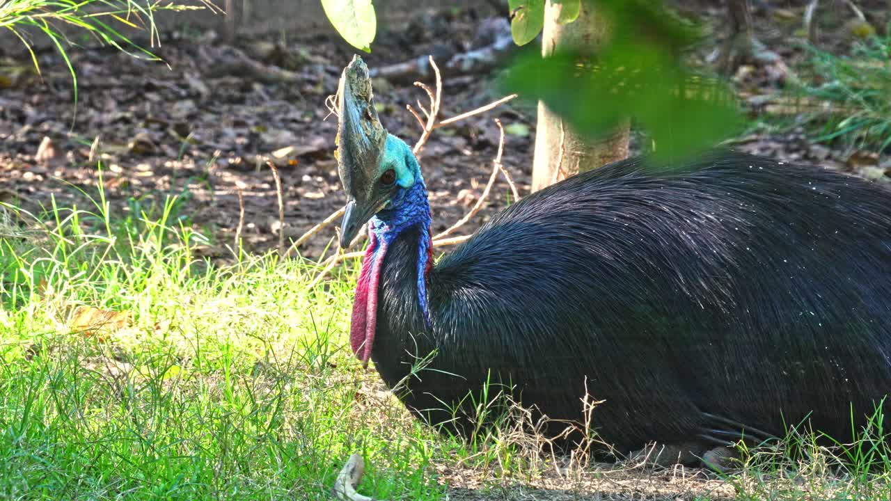 Southern Cassowary (Casuarius casuarius) also known as double-wattled cassowary, Australian cassowary, or two-wattled cassowary
