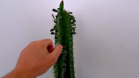 Crazy-man-forcefully-grabs-cactus-full-of-thorns-with-his-hand