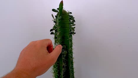 un hombre loco agarra con fuerza un cactus lleno de espinas con su mano
