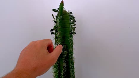 crazy man forcefully grabs cactus full of thorns with his hand